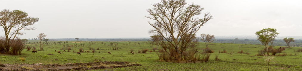 Fototapeta na wymiar Field of grazing Topi, Queen Elizabeth National Park, Uganda