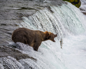 Grizzly Brown Bear Ready to Catch a Jumping Salmon