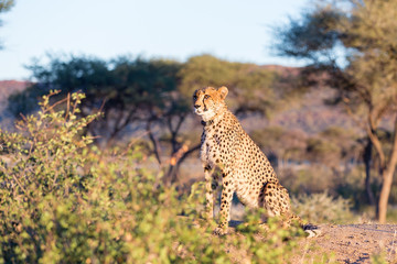 cheetah