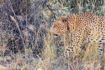 leopard