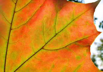 autumn leaf glowing in sunlight