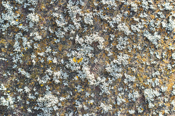 Grunge metal texture