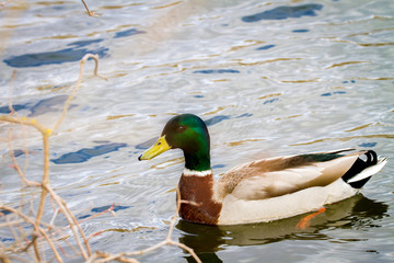 animal a wild drake swims on a pond