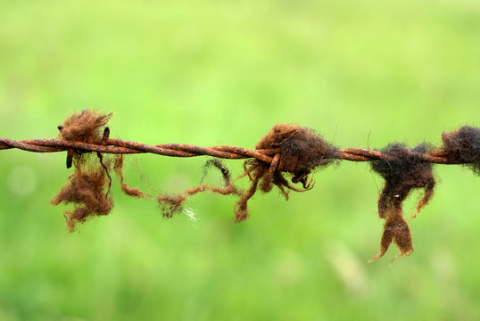 barbed wire - Alambre de puas