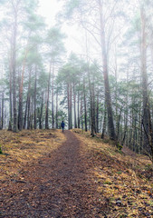 A woman in a misty forest