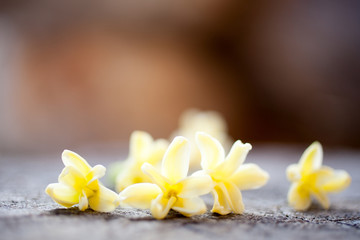 Fototapeta na wymiar Yellow hyacinth