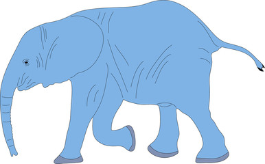 Portrait of a cute african elephant calw, hand drawn vector illustration isolated on white background