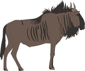 Portrait of a common wildebeest, standing, viewn from side, hand drawn vector illustration isolated on white background