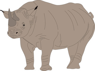 Obraz premium Portrait of a standing rhinoceros, hand drawn vector illustration isolated on white background