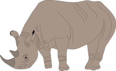 Portrait of a standing rhinoceros, hand drawn vector illustration isolated on white background