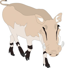 Portrait of a standing warthog, hand drawn vector illustration isolated on white background