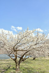 Fototapeta premium 信州新町 ろうかく梅園