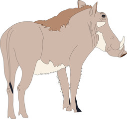 Portrait of a standing warthog, hand drawn vector illustration isolated on white background