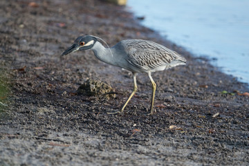 Yellow-crowned night heron