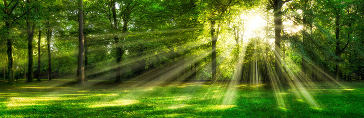 Fototapeta premium Zalany światłem las