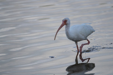 American white ibis
