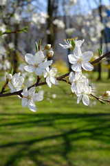 kwitnące drzewa © Wanda