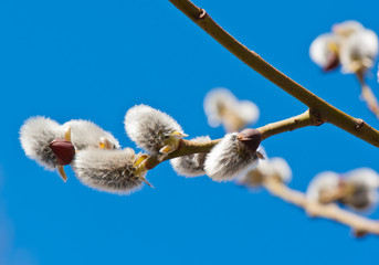 Pussy-willow branches in spring sunny day against blue sky