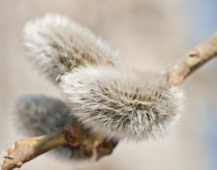 Pussy-willow in spring sunny day, close up