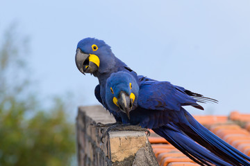 Couple of Hyacinth macaw, Brazilian wildlife