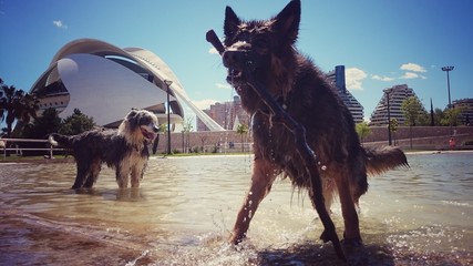 Perros jugando en el agua