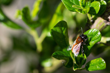 Bee on green leaf in sunlight
