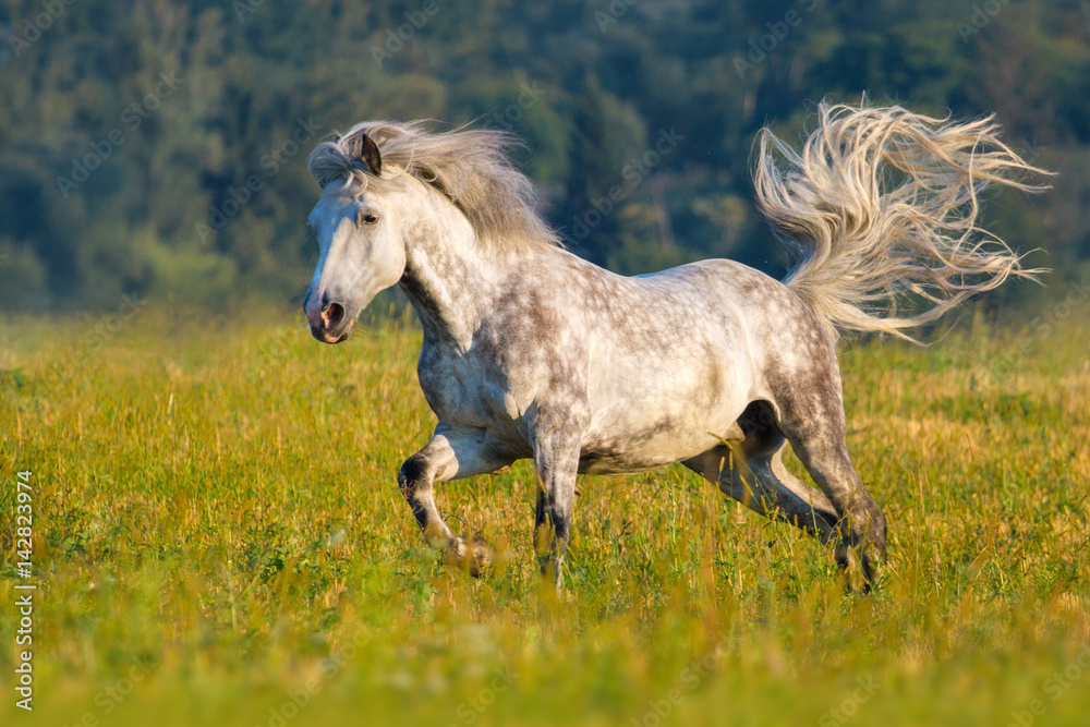 Wall mural greybeautiful horse with long mane run gallop on green pasture