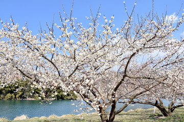信州新町　ろうかく梅園