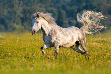 Obraz na płótnie Canvas Greybeautiful horse with long mane run gallop on green pasture 