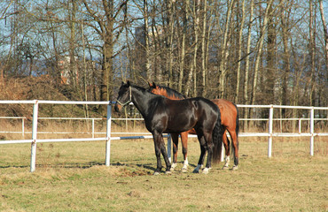 black horse and brown one on the meadow