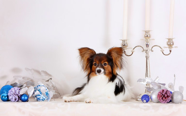 The cute white puppy of the Papillon lies with Christmas decorations. Christmas card. Concept on the year of the dog on the Chinese horoscope. Vertical image.