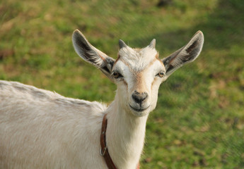 portrait of a cute fair goat