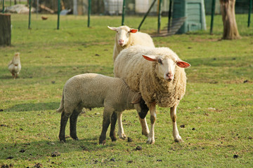 Naklejka na ściany i meble little lamb with its mother sheep on the meadow
