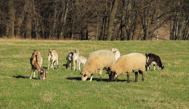 group of sheep and goats pasturing on the meadow together