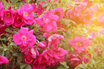 Dog rose flowers