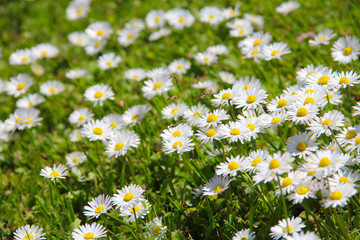White daisies on meadow