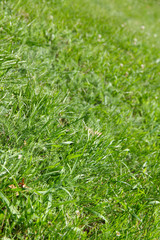 Green grass background