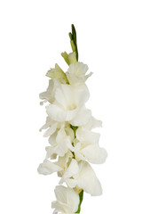 Gladiolus flower isolated