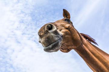 head and neck of horse under blue sky