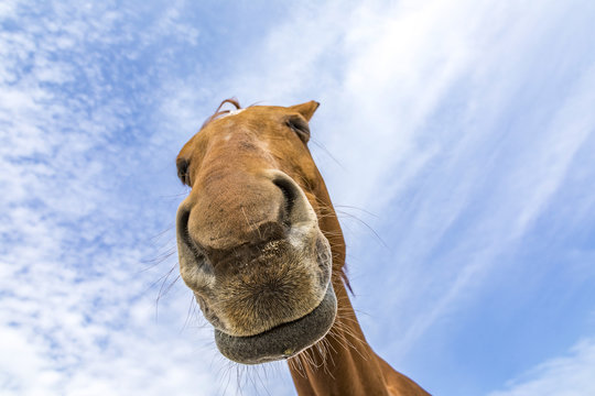head and neck of horse under blue sky