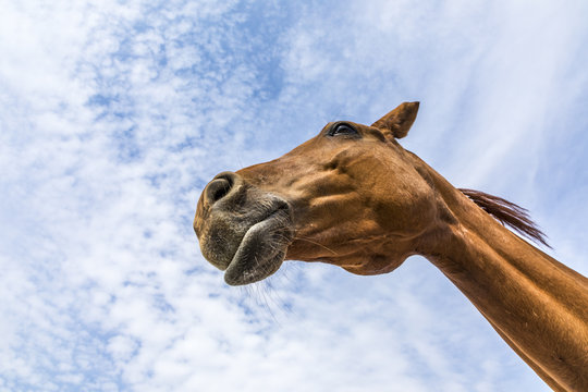 head and neck of horse under blue sky
