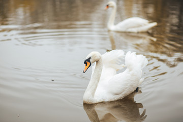 A pair of beautiful white swans floating in the lake