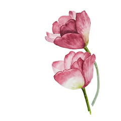 Watercolor Tulips (hand drawn)