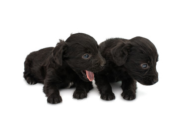 Black puppy isolated