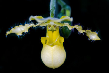 Yellow slipper orchid, Paphiopedilum pinocchio on black background