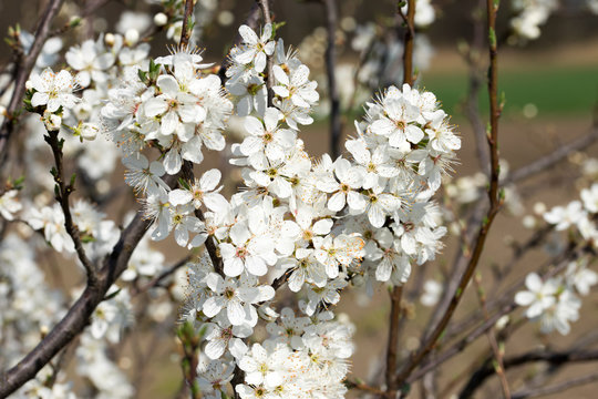 Apfelbaum / blühender Apfelbaum im Frühling