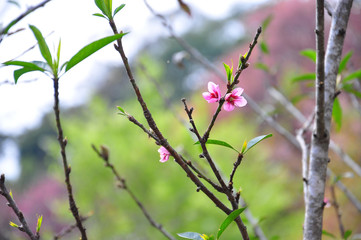 Plum blossom on the tree