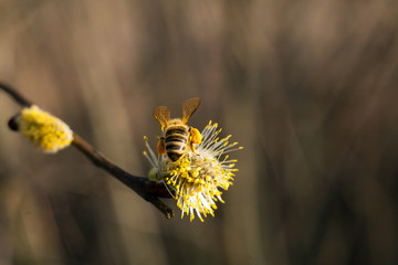 The bee collects pollen on the flowering tree. Bee on catkins. Yellow pollen on twigs and on bee. © Szymon Kaczmarczyk
