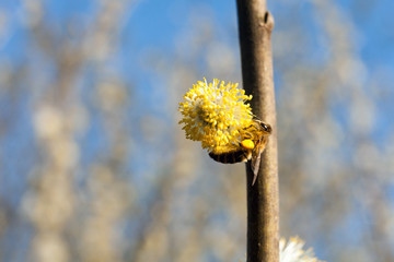 The bee collects pollen on the flowering tree. Bee on catkins. Yellow pollen on twigs and on bee. © Szymon Kaczmarczyk