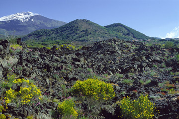 Etna veduta con Monti Rossi e ginestra fiorita
